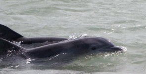 dolphin1e.jpg