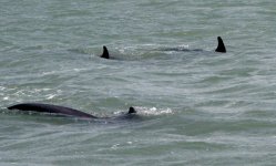 dolphin2e.jpg
