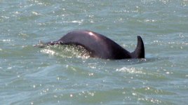 dolphin3e.jpg