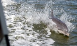 Dolphin3E.jpg