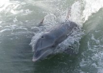 Dolphins5E.jpg