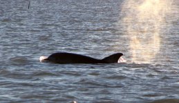 Dolphin3E.jpg