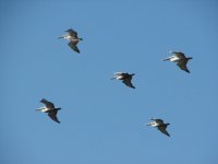Pelicans.sized.jpg
