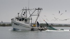 BayShrimperE.jpg
