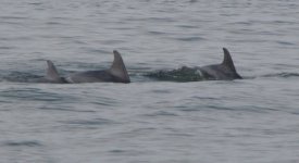 Dolphins3E.jpg