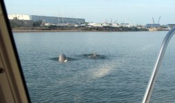 DolphinsWindowE.jpg