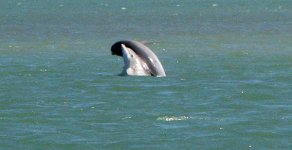 Dolphins1E.jpg