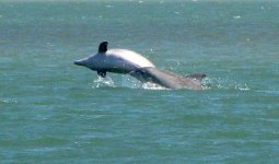 Dolphins2E.jpg