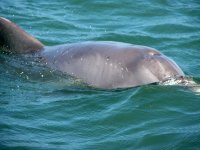 Dolphins3E.jpg