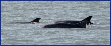 Dolphins1E.sized.jpg