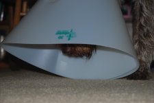 DSC_0003.sized.jpg