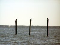 Cormorants_1.jpg