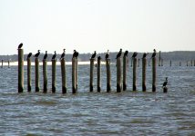 Cormorants_pecking_order.jpg Cormorants_pecking_order.jpg