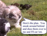 dogsducks.sized.jpg