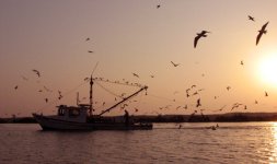 BayShrimperE_002.jpg