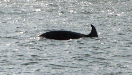 DolphinE_001.jpg