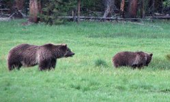 BearsE.jpg