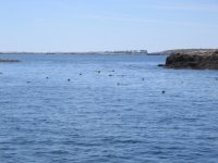 Surrounded_by_Seals.sized.jpg