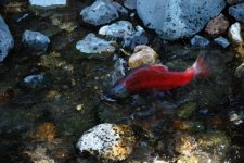Kokanee_Watercolor.sized.jpg