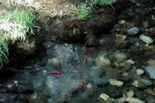 Kokanee_Pool_Watercolor_3.sized.jpg