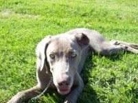 pooch_02.sized.jpg