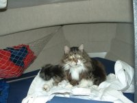 cat_001.sized.jpg
