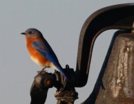 MG_1775TennRiverBluebirdBell.sized.jpg