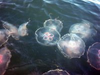 JellyfishE.jpg