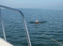 DolphinE.jpg