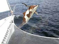 DolphinCow1e.jpg