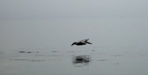 PelicanGrndEffecE.jpg