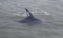 Dolphins2e.jpg