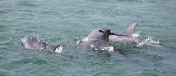Dolphin3E.jpg