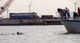 DolphinWatch1e.jpg