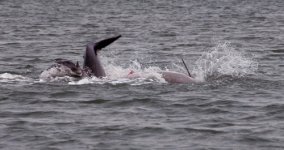 Dolphins3e.jpg
