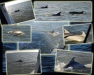 DolphinComp.sized.jpg