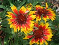FlowersE.jpg