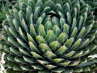 SucculentE.jpg