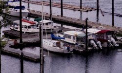 C_Dorys_at_Indian_Cove_2009.jpg