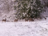 FD_Deer_3_9_09.jpg