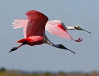 Roseated_Flight2.sized.jpg Roseated_Flight2.sized.jpg