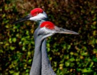 Sandhill_Cranes_Juxtaposed.sized.jpg Sandhill_Cranes_Juxtaposed.sized.jpg