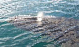 humpback3.jpg