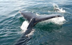 humpback5.jpg