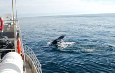humpback7.jpg