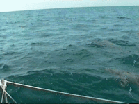 dolphin.gif