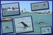 DolphinsE_002.jpg