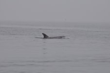 FrickDickyDolphins.jpg