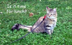 TimeForLunchE.jpg
