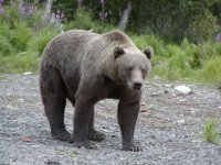 Kodiak_2002_096.sized.jpg